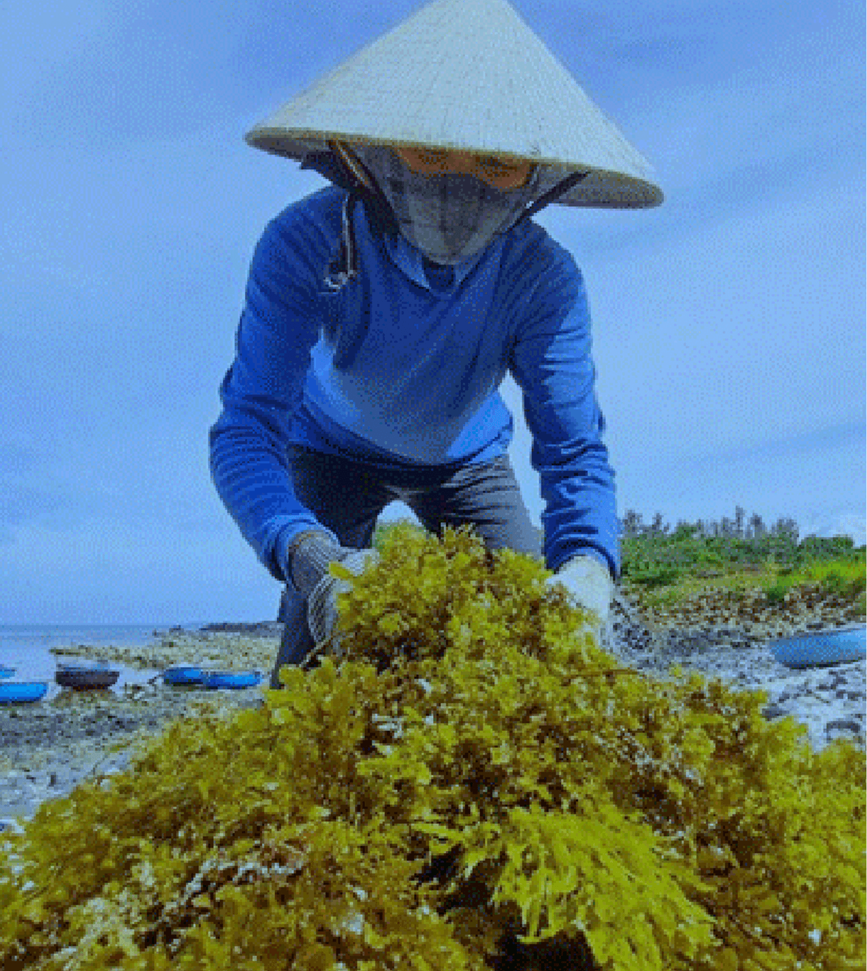 Aquabloom visual 1-1